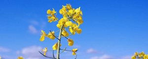 油菜花的描寫(xiě)