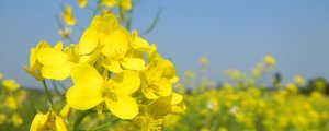 描寫(xiě)油菜花的段落語(yǔ)句