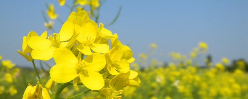 描寫油菜花的段落語(yǔ)句