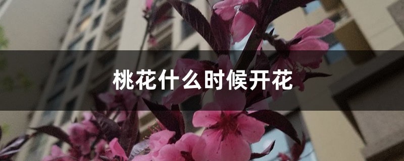 桃花什么時(shí)候開花季節(jié)