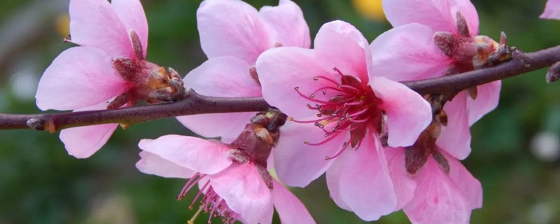十首最出名關(guān)于描寫(xiě)桃花的古詩(shī)詞
