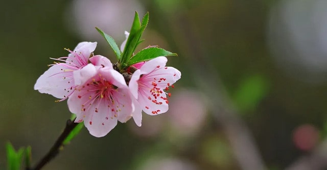 十首最出名關(guān)于描寫(xiě)桃花的古詩(shī)詞