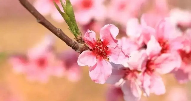 十首最出名關(guān)于描寫(xiě)桃花的古詩(shī)詞