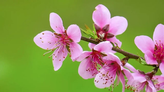 十首最出名關(guān)于描寫(xiě)桃花的古詩(shī)詞