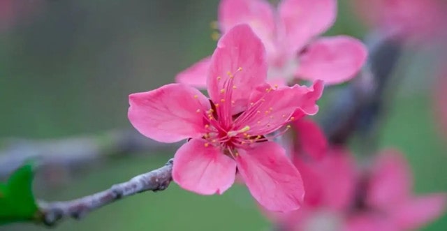 十首最出名關(guān)于描寫(xiě)桃花的古詩(shī)詞