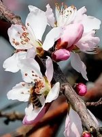 這9種春天開的花，你會區(qū)分嗎？