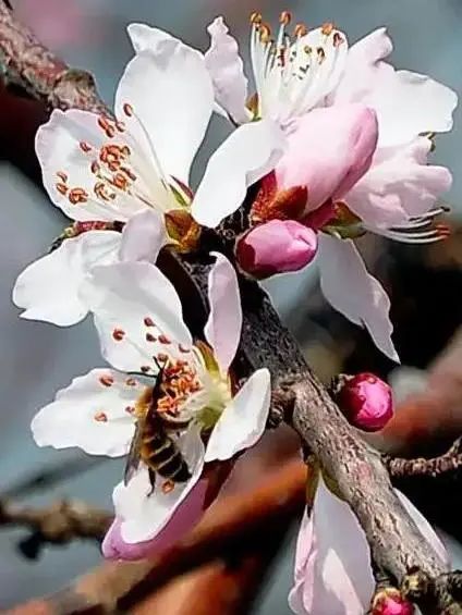 這9種春天開的花，你會區(qū)分嗎？