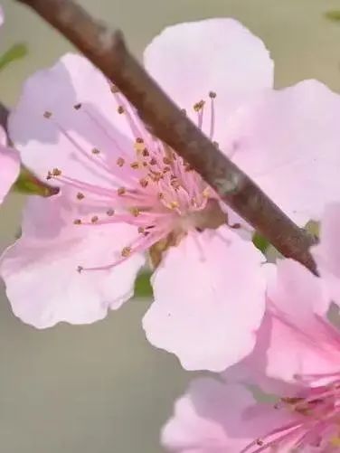 這9種春天開的花，你會區(qū)分嗎？