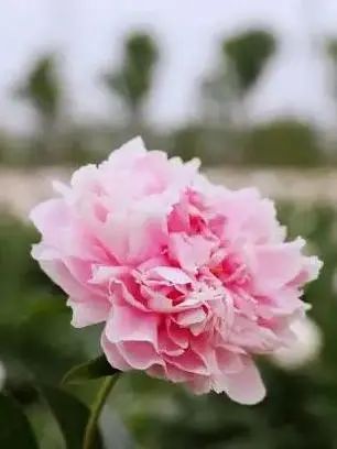 這9種春天開的花，你會區(qū)分嗎？