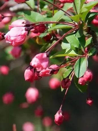 這9種春天開的花，你會區(qū)分嗎？
