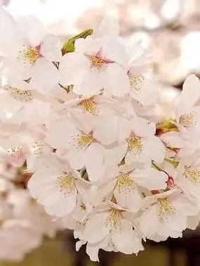 這9種春天開的花，你會區(qū)分嗎？