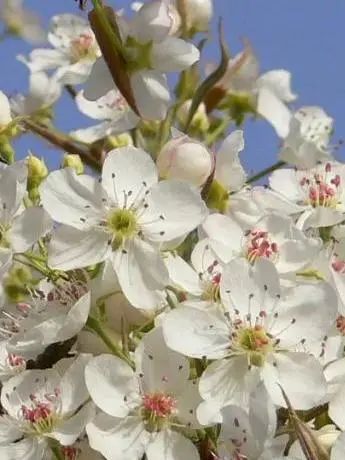這9種春天開的花，你會區(qū)分嗎？