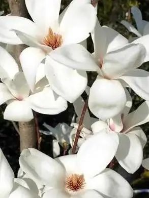 這9種春天開的花，你會區(qū)分嗎？