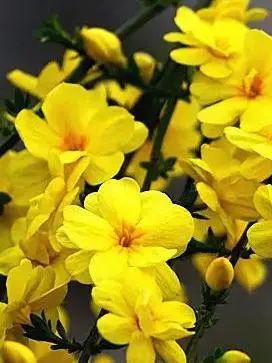 這9種春天開的花，你會區(qū)分嗎？