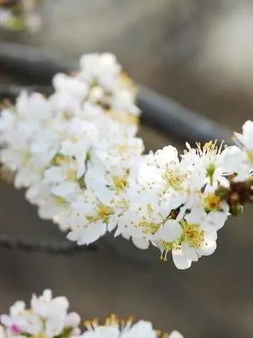 這9種春天開的花，你會區(qū)分嗎？