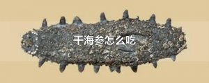 干海參怎么吃