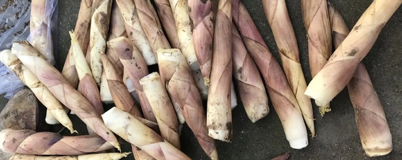 春筍不適合什么人吃