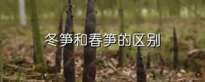 冬筍和春筍的區(qū)別