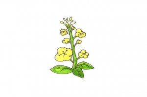 油菜花簡(jiǎn)筆畫(huà)怎么畫(huà)圖片