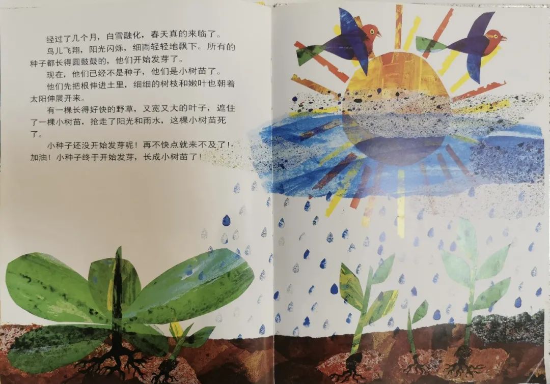 兒童繪本故事《小種子》