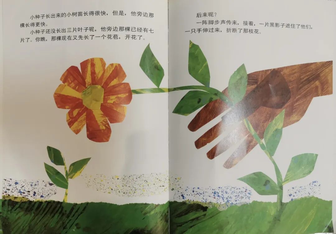 兒童繪本故事《小種子》